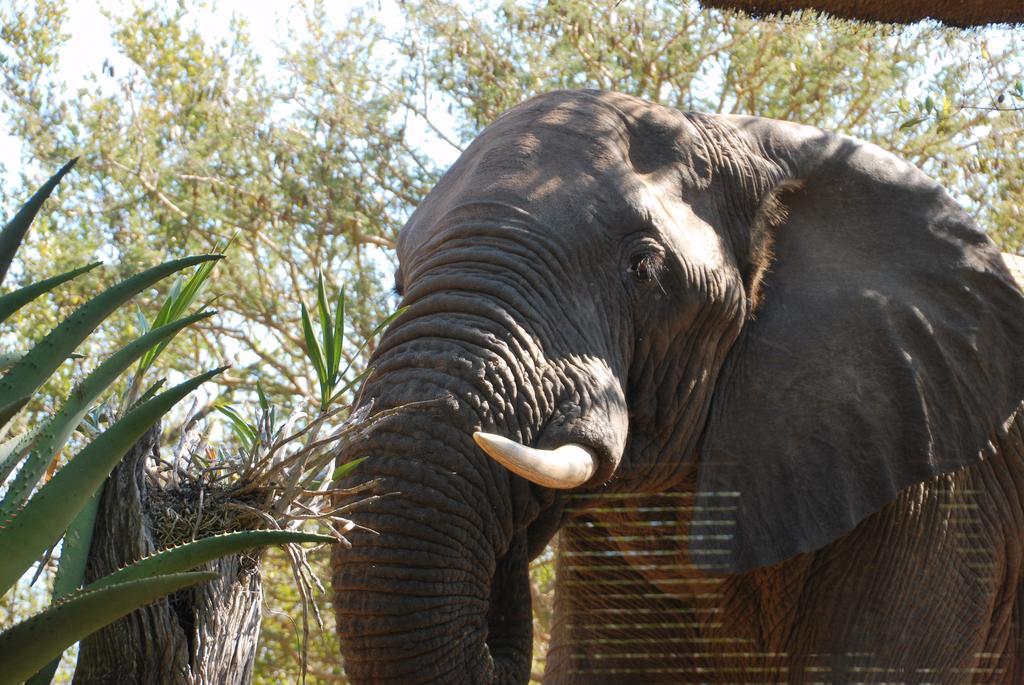 Naledi Lodges Balule Game Reserve Exterior foto
